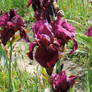 Plantes Vivaces IRIS b-e 'Garnet Robe' - Iris des Jardins en vente - Iris Barbus en vente - Pépinière Lepage .