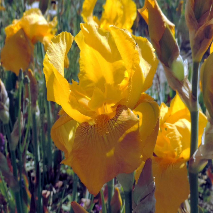 Plantes Vivaces IRIS b-e 'Granada Gold' - Iris des Jardins en vente - Iris Barbus en vente - Pépinière Lepage .