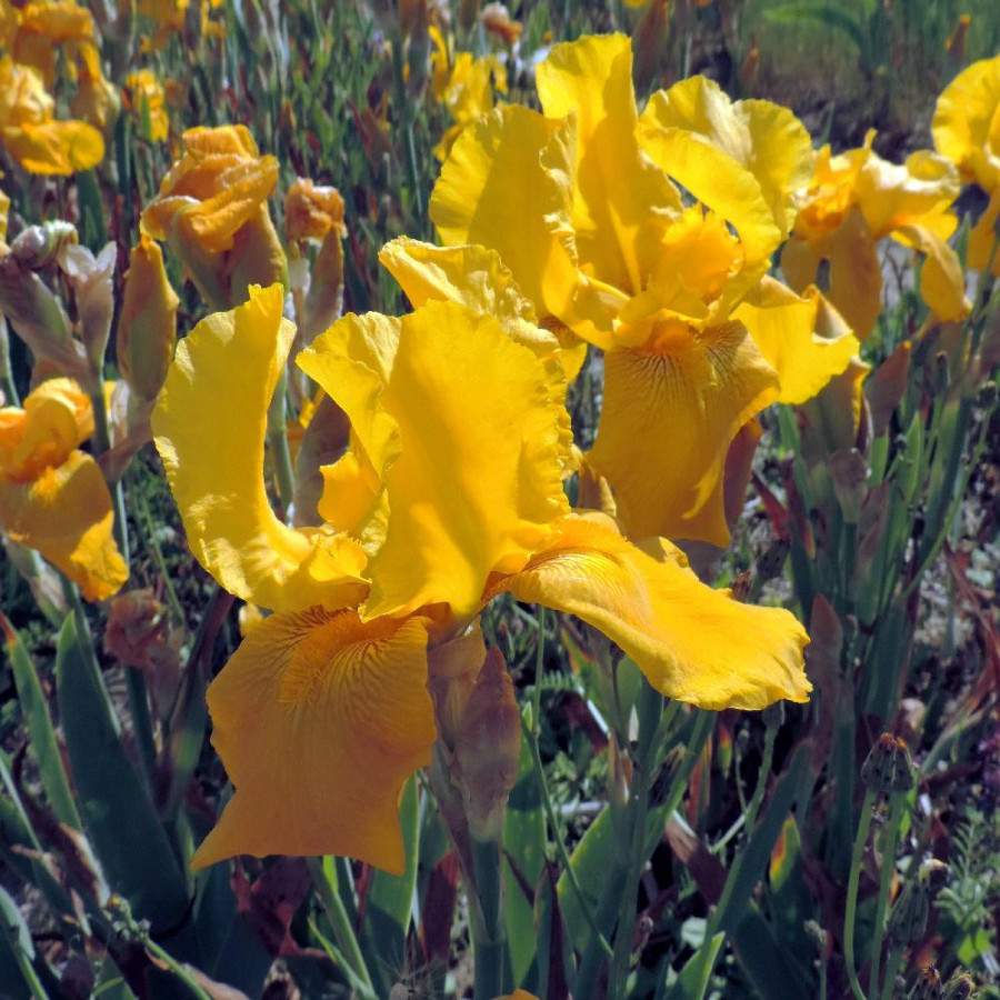 Plantes Vivaces IRIS b-e 'Granada Gold' - Iris des Jardins en vente - Iris Barbus en vente - Pépinière Lepage .