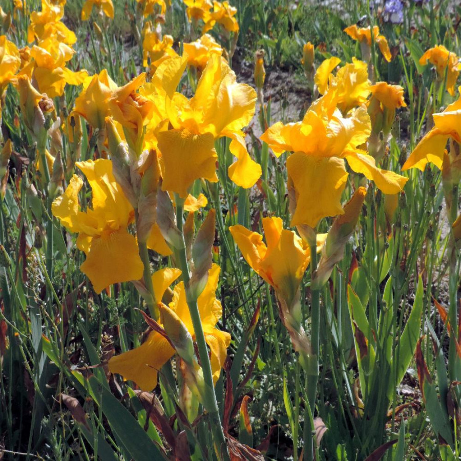 Plantes Vivaces IRIS b-e 'Granada Gold' - Iris des Jardins en vente - Iris Barbus en vente - Pépinière Lepage .