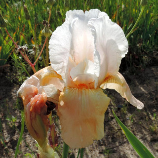 IRIS b-e 'Invitation'