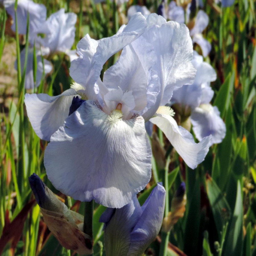 Plantes Vivaces IRIS b-e 'Jane Phillips' - Iris des Jardins en vente - Iris Barbus en vente - Pépinière Lepage .