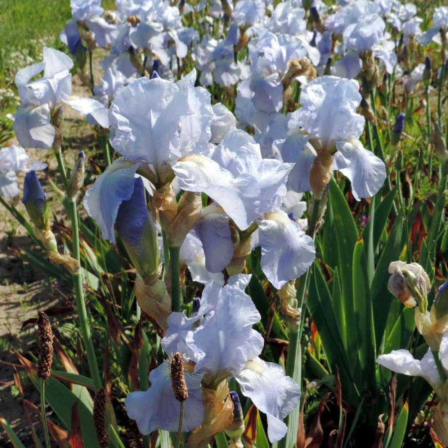 Plantes Vivaces IRIS b-e 'Jane Phillips' - Iris des Jardins en vente - Iris Barbus en vente - Pépinière Lepage .
