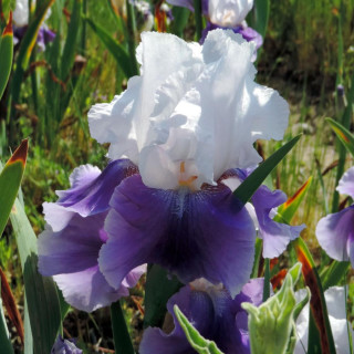 Plantes Vivaces IRIS b-e 'Margarita' - Iris des Jardins en vente - Iris Barbus en vente - Pépinière Lepage .