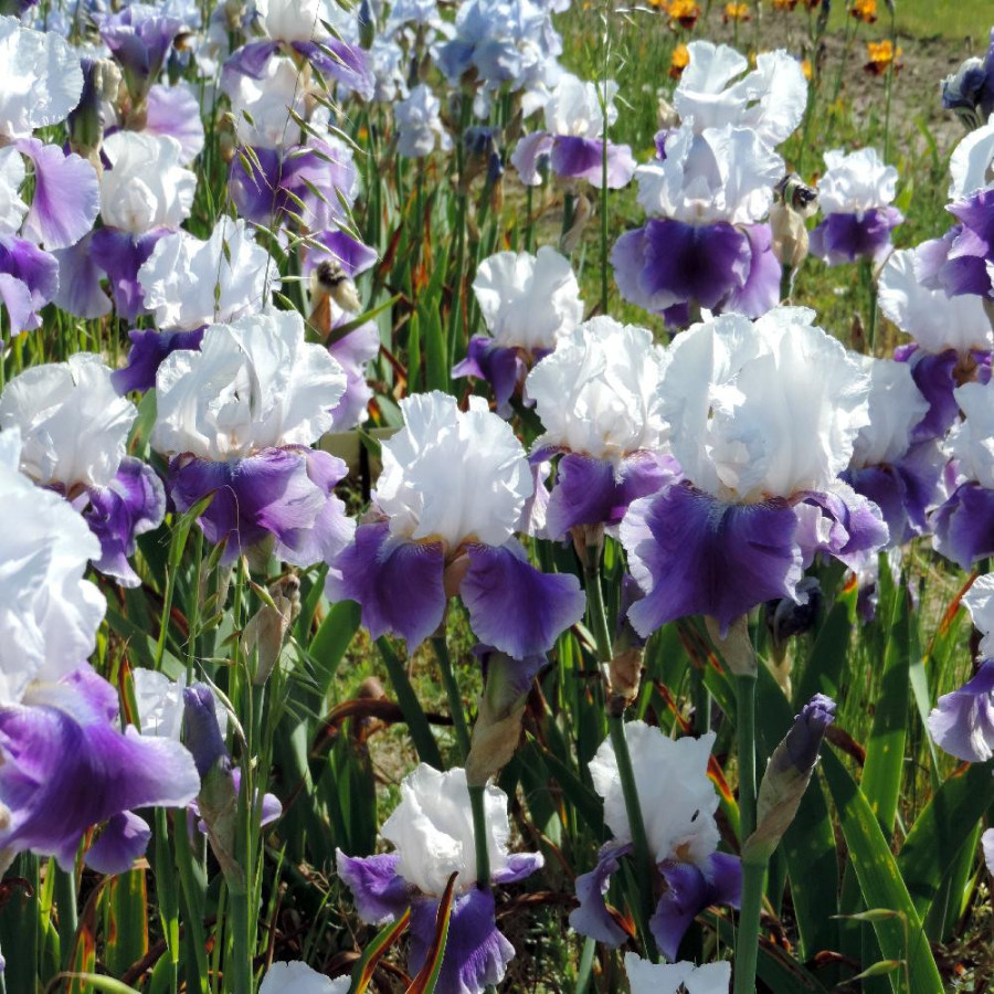 Plantes Vivaces IRIS b-e 'Margarita' - Iris des Jardins en vente - Iris Barbus en vente - Pépinière Lepage .