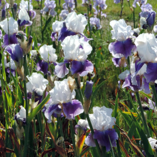 Plantes Vivaces IRIS b-e 'Margarita' - Iris des Jardins en vente - Iris Barbus en vente - Pépinière Lepage .