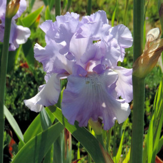 Plantes Vivaces IRIS b-e 'Mary Frances' - Iris des Jardins en vente - Iris Barbus en vente - Pépinière Lepage .