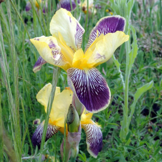 IRIS b-e 'Nibelungen'