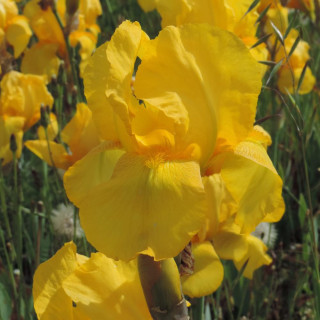 IRIS b-e 'Ola Kala'