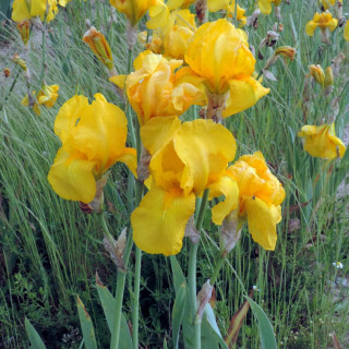 Plantes Vivaces IRIS b-e 'Ola Kala' - Iris des Jardins en vente - Iris Barbus en vente - Pépinière Lepage .
