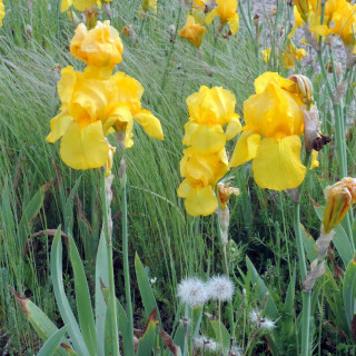 Plantes Vivaces IRIS b-e 'Ola Kala' - Iris des Jardins en vente - Iris Barbus en vente - Pépinière Lepage .
