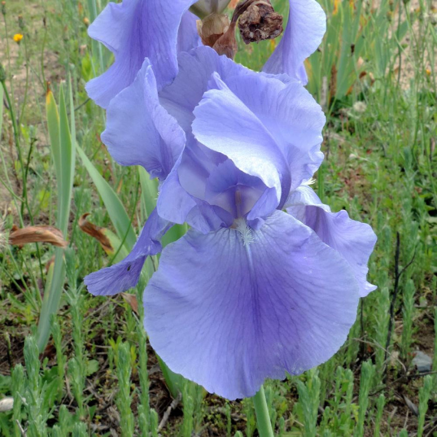 Plantes Vivaces IRIS b-e 'Pacific Panorama' - Iris des Jardins en vente - Iris Barbus en vente - Pépinière Lepage .