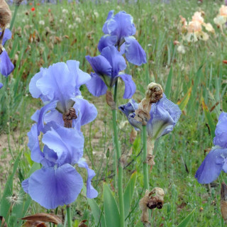 Plantes Vivaces IRIS b-e 'Pacific Panorama' - Iris des Jardins en vente - Iris Barbus en vente - Pépinière Lepage .
