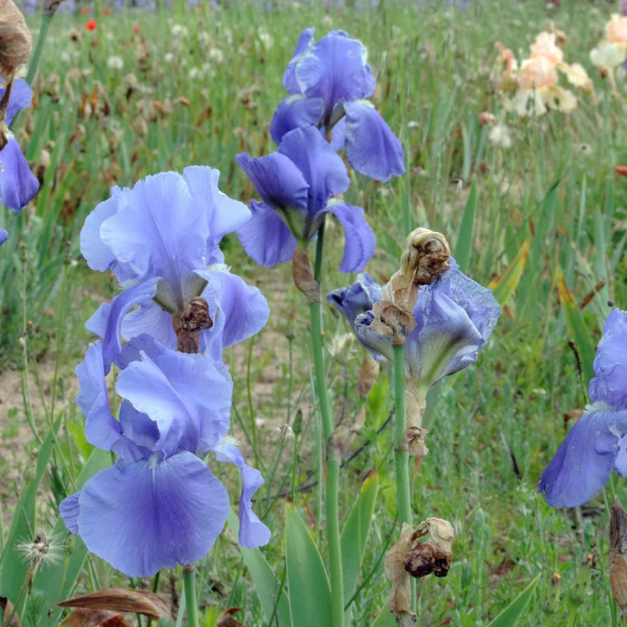 Plantes Vivaces IRIS b-e 'Pacific Panorama' - Iris des Jardins en vente - Iris Barbus en vente - Pépinière Lepage .