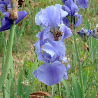 Plantes Vivaces IRIS b-e 'Pacific Panorama' - Iris des Jardins en vente - Iris Barbus en vente - Pépinière Lepage .