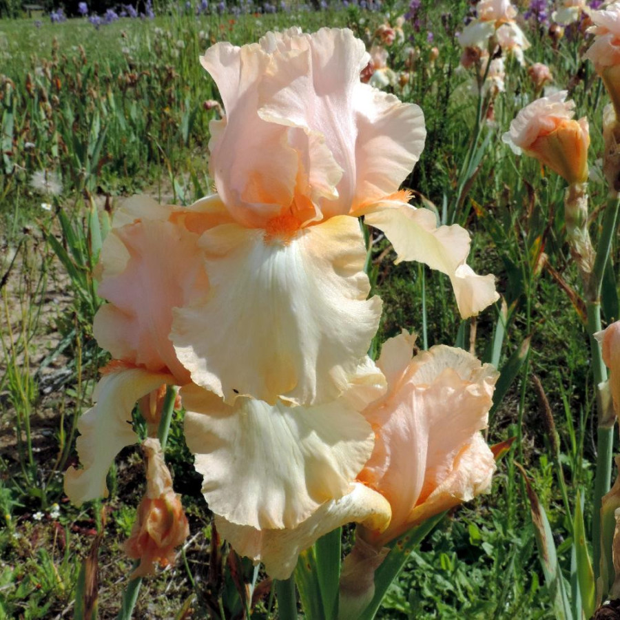Plantes Vivaces IRIS b-e 'Peach Frost' - Iris des Jardins en vente - Iris Barbus en vente - Pépinière Lepage .