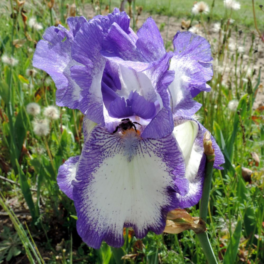 Plantes Vivaces IRIS b-e 'Rococo' - Iris des Jardins en vente - Iris Barbus en vente - Pépinière Lepage .
