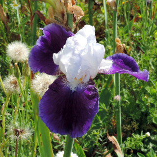 IRIS b-e 'Snow Mound'