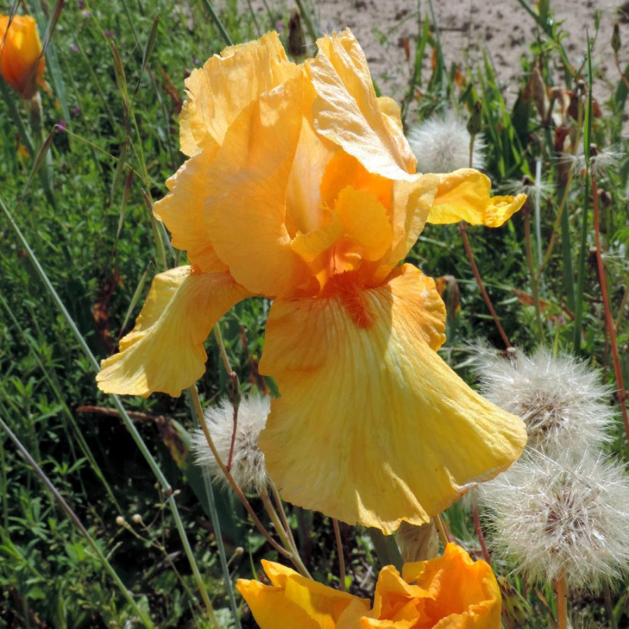 Plantes Vivaces IRIS b-e 'Son of Star' - Iris des Jardins en vente - Iris Barbus en vente - Pépinière Lepage .