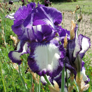 IRIS b-e 'Stepping Out'