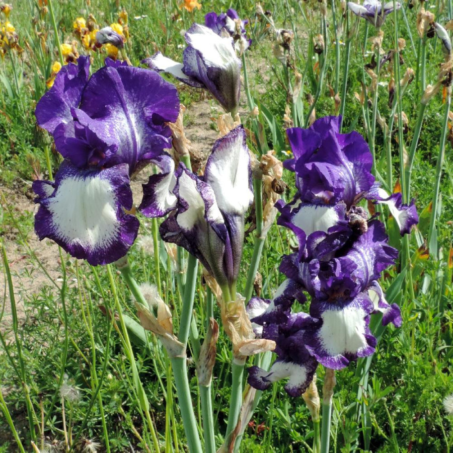 Plantes Vivaces IRIS b-e 'Stepping Out' - Iris des Jardins en vente - Iris Barbus en vente - Pépinière Lepage .