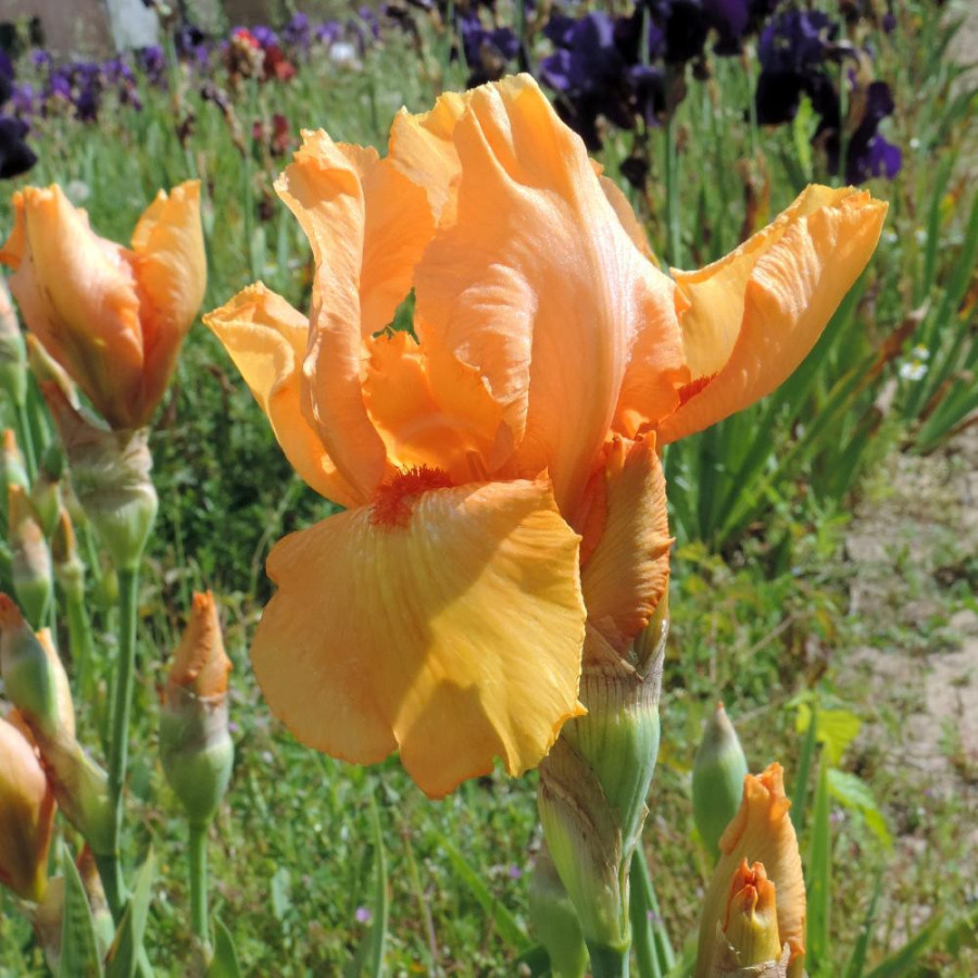 Plantes Vivaces IRIS b-e 'Tangerine Sky' - Iris des Jardins en vente - Iris Barbus en vente - Pépinière Lepage .