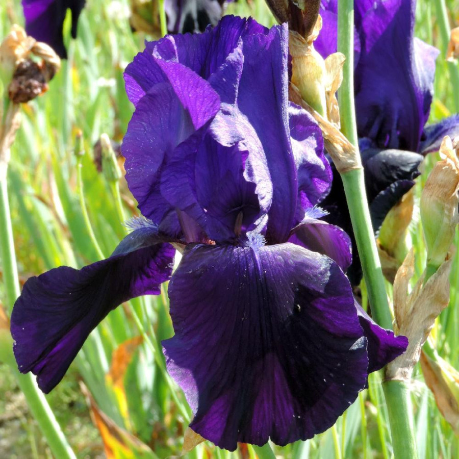 Plantes Vivaces IRIS b-e 'Tuxedo' - Iris des Jardins en vente - Iris Barbus en vente - Pépinière Lepage .