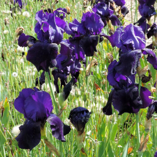 Plantes Vivaces IRIS b-e 'Tuxedo' - Iris des Jardins en vente - Iris Barbus en vente - Pépinière Lepage .