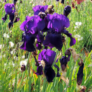 Plantes Vivaces IRIS b-e 'Tuxedo' - Iris des Jardins en vente - Iris Barbus en vente - Pépinière Lepage .