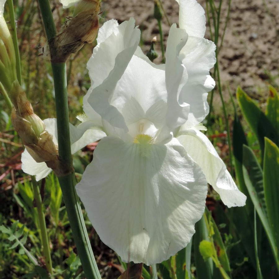 Plantes Vivaces IRIS b-e 'Wedding Bouquet' - Iris des Jardins en vente - Iris Barbus en vente - Pépinière Lepage .