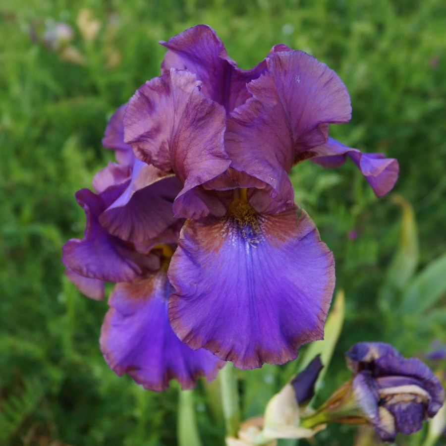 IRIS b-e 'Baccarat'