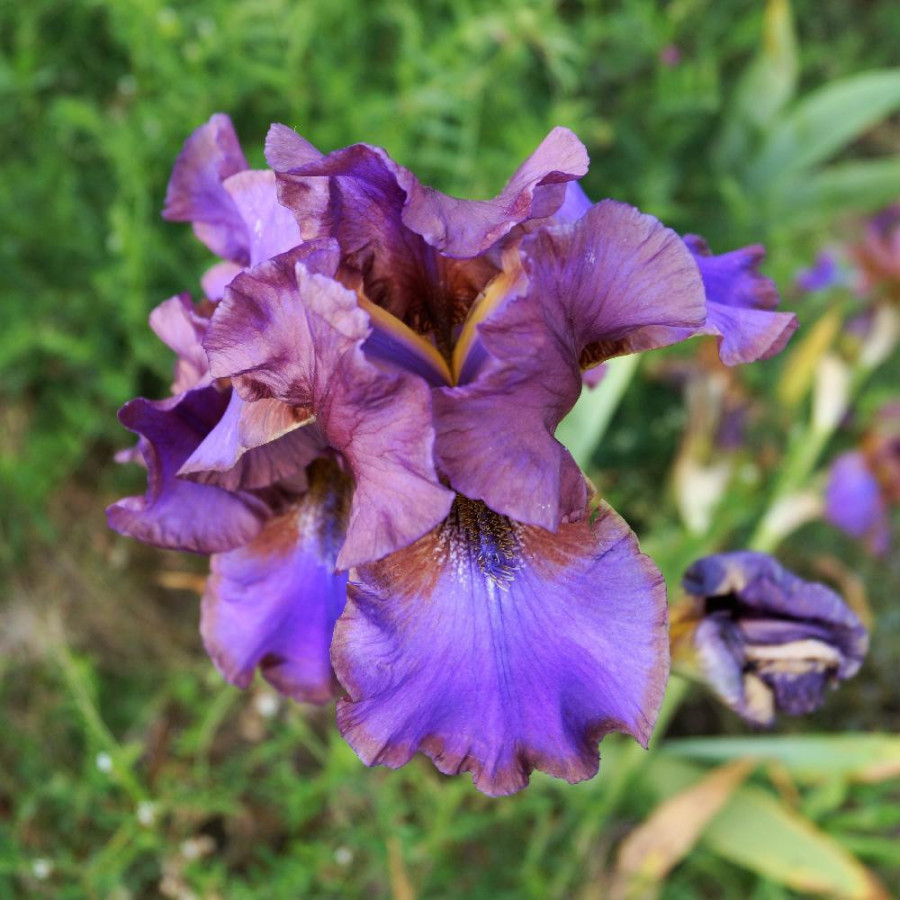 IRIS b-e 'Baccarat'