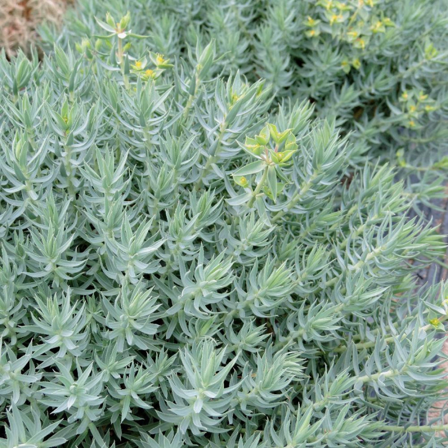 Plantes Vivaces EUPHORBIA pithyusa - Euphorbe des Baléares en vente - Pépinière Lepage .