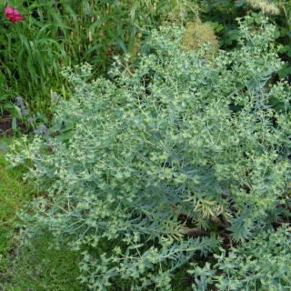 Plantes Vivaces EUPHORBIA pithyusa - Euphorbe des Baléares en vente - Pépinière Lepage .