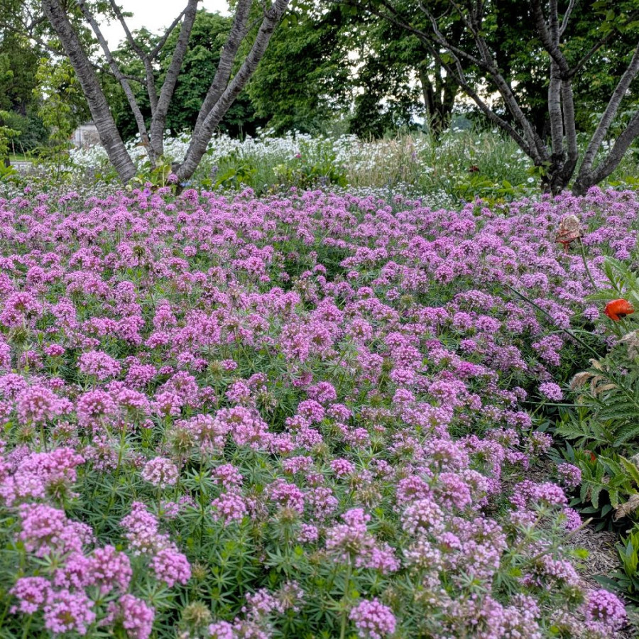 Plantes Vivaces PHUOPSIS stylosa - Lilas de terre en vente - Crucianelle en vente - Pépinière Lepage .
