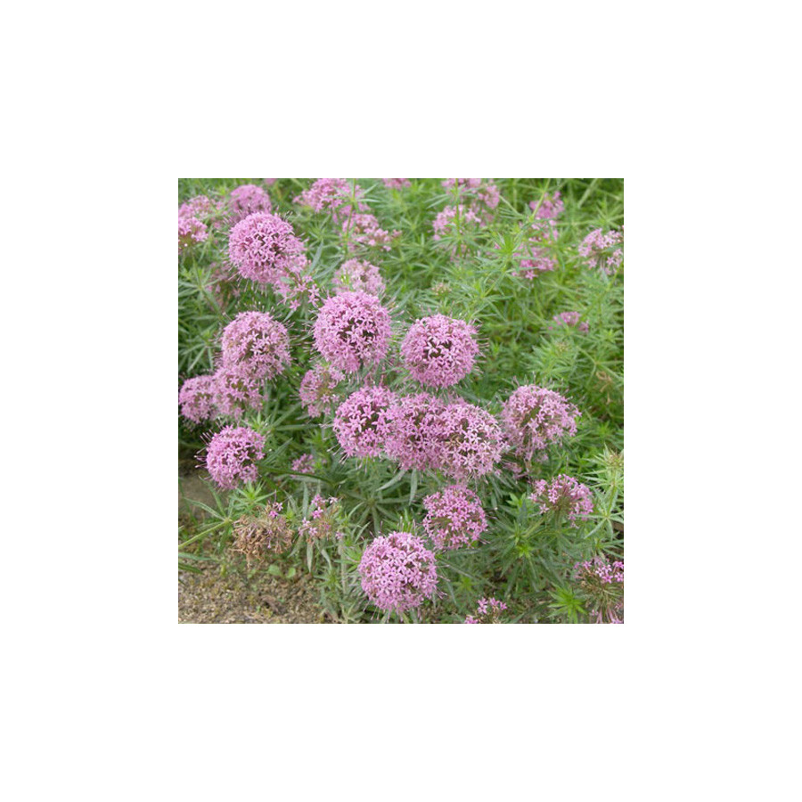 Plantes Vivaces PHUOPSIS stylosa - Lilas de terre en vente - Crucianelle en vente - Pépinière Lepage .