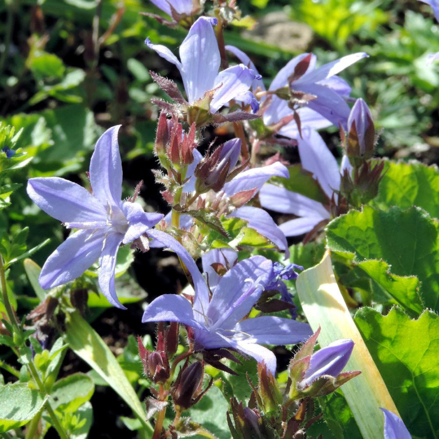 Plantes Vivaces CAMPANULA poscharskyana - Campanule des murets en vente - Pépinière Lepage .