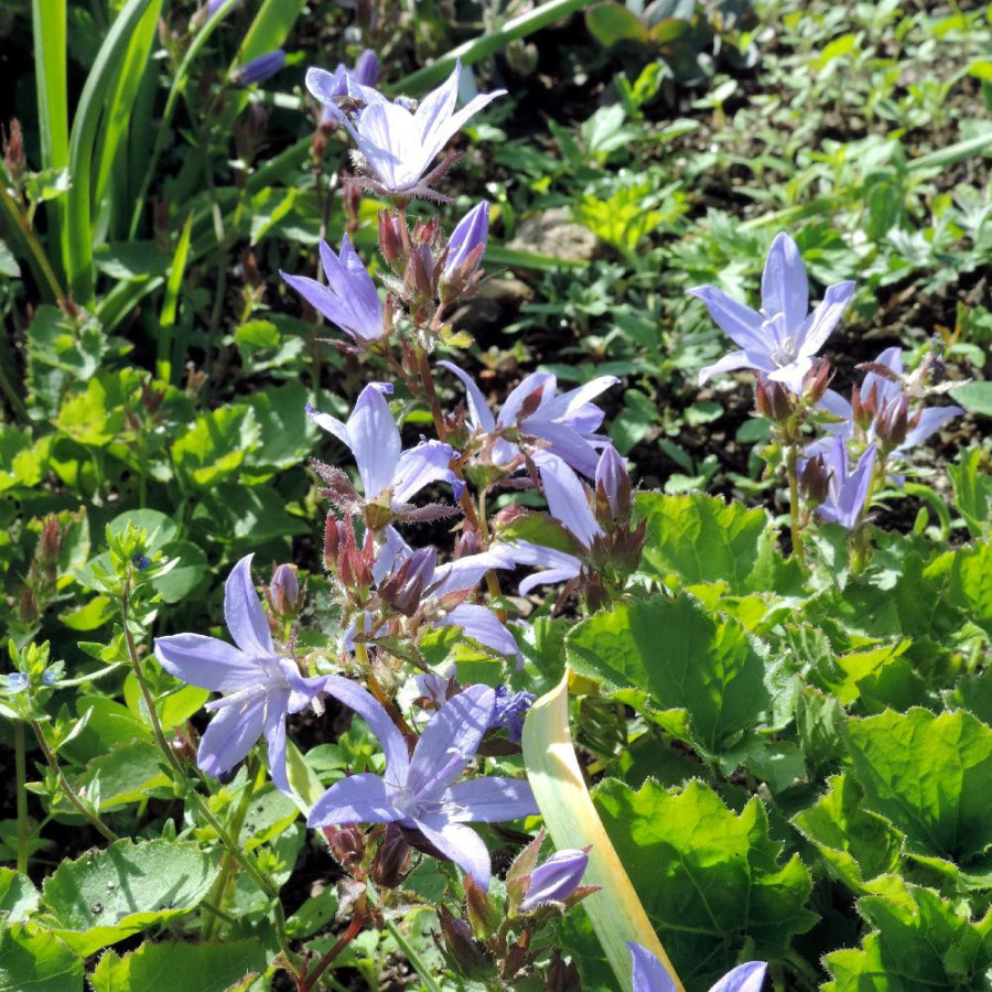 Plantes Vivaces CAMPANULA poscharskyana - Campanule des murets en vente - Pépinière Lepage .