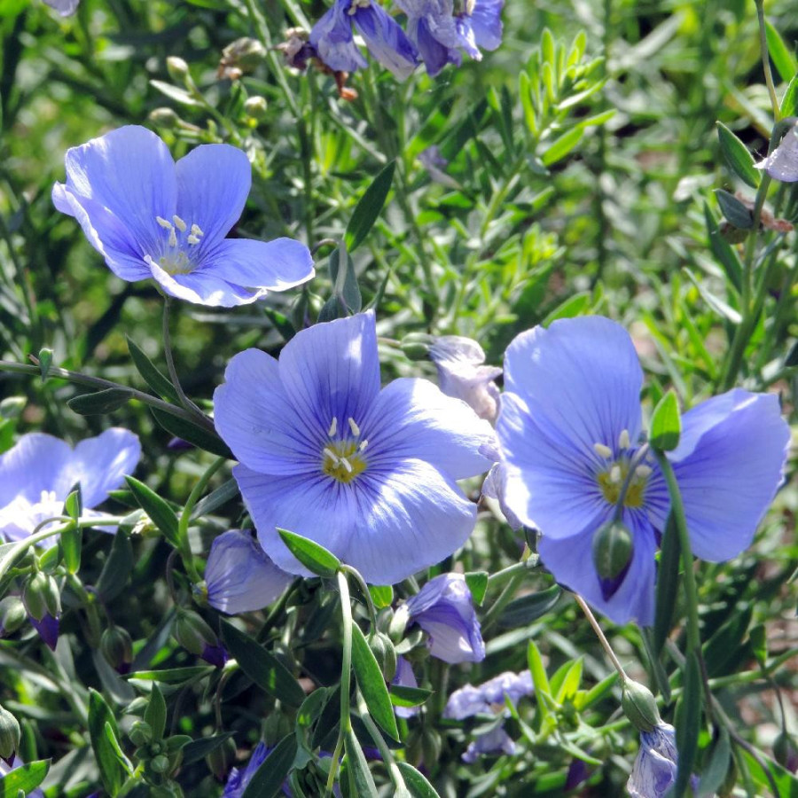 Plantes Vivaces LINUM perenne 'Saphir' - Lin en vente - Pépinière Lepage .
