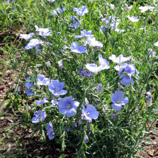 Plantes Vivaces LINUM perenne 'Saphir' - Lin en vente - Pépinière Lepage .
