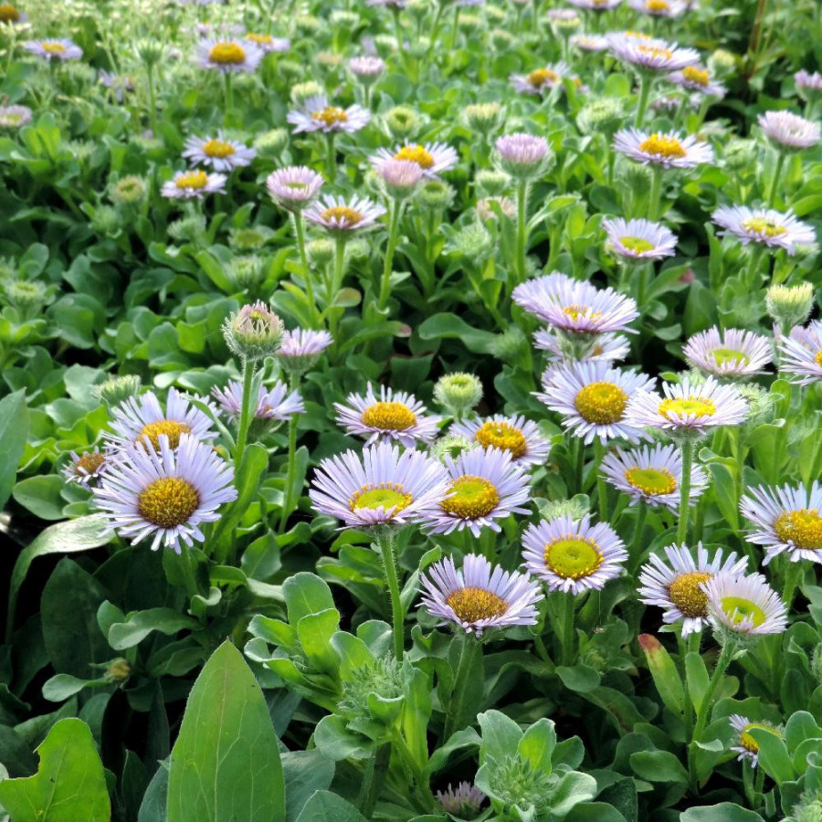 ERIGERON glaucus 'Beachboy Blue'