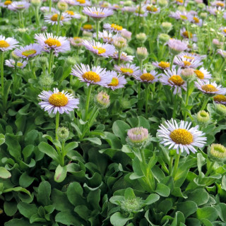 ERIGERON glaucus 'Beachboy Blue'