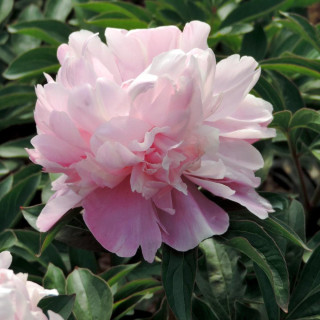 PAEONIA 'Lady Anna'