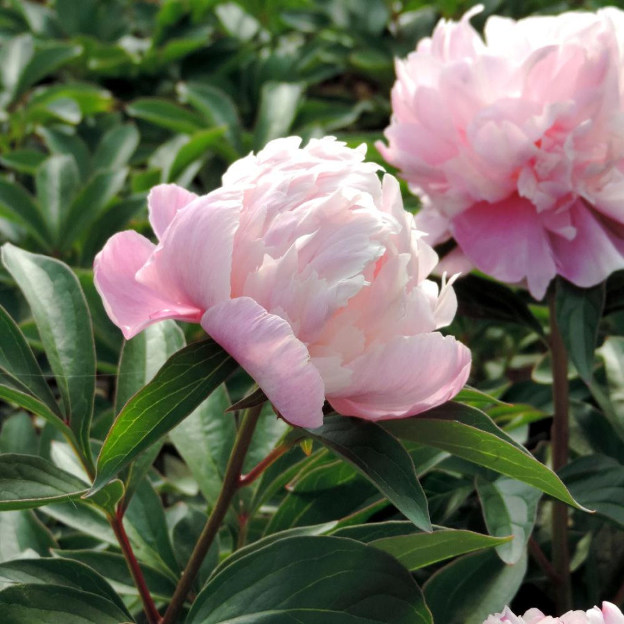 PAEONIA 'Lady Anna'