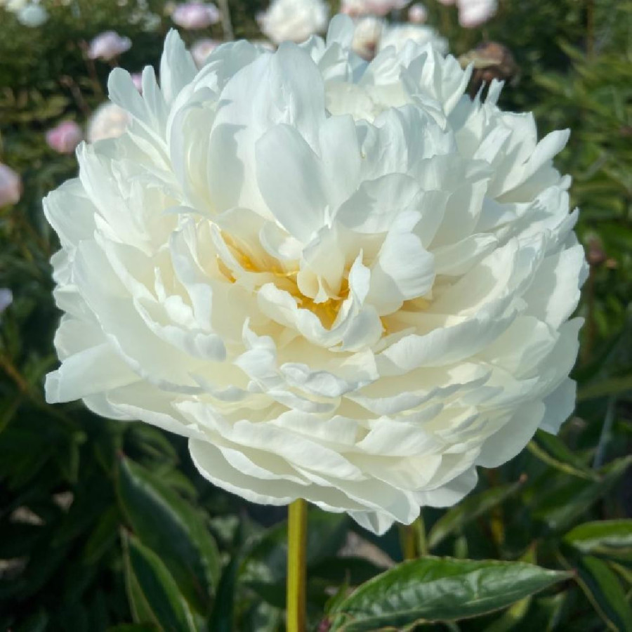PAEONIA 'White Ivory'