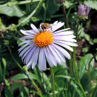 ASTER tongolensis 'Berggarten'