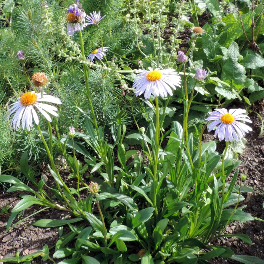 Plantes Vivaces ASTER tongolensis 'Berggarten' - Aster de printemps en vente - Pépinière Lepage .