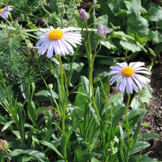 Plantes Vivaces ASTER tongolensis 'Berggarten' - Aster de printemps en vente - Pépinière Lepage .