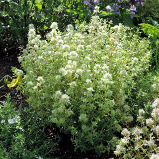Plantes Vivaces THYMUS mastichina - Thym résineux en vente - Pépinière Lepage .
