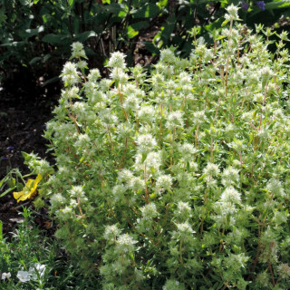 Plantes Vivaces THYMUS mastichina - Thym résineux en vente - Pépinière Lepage .